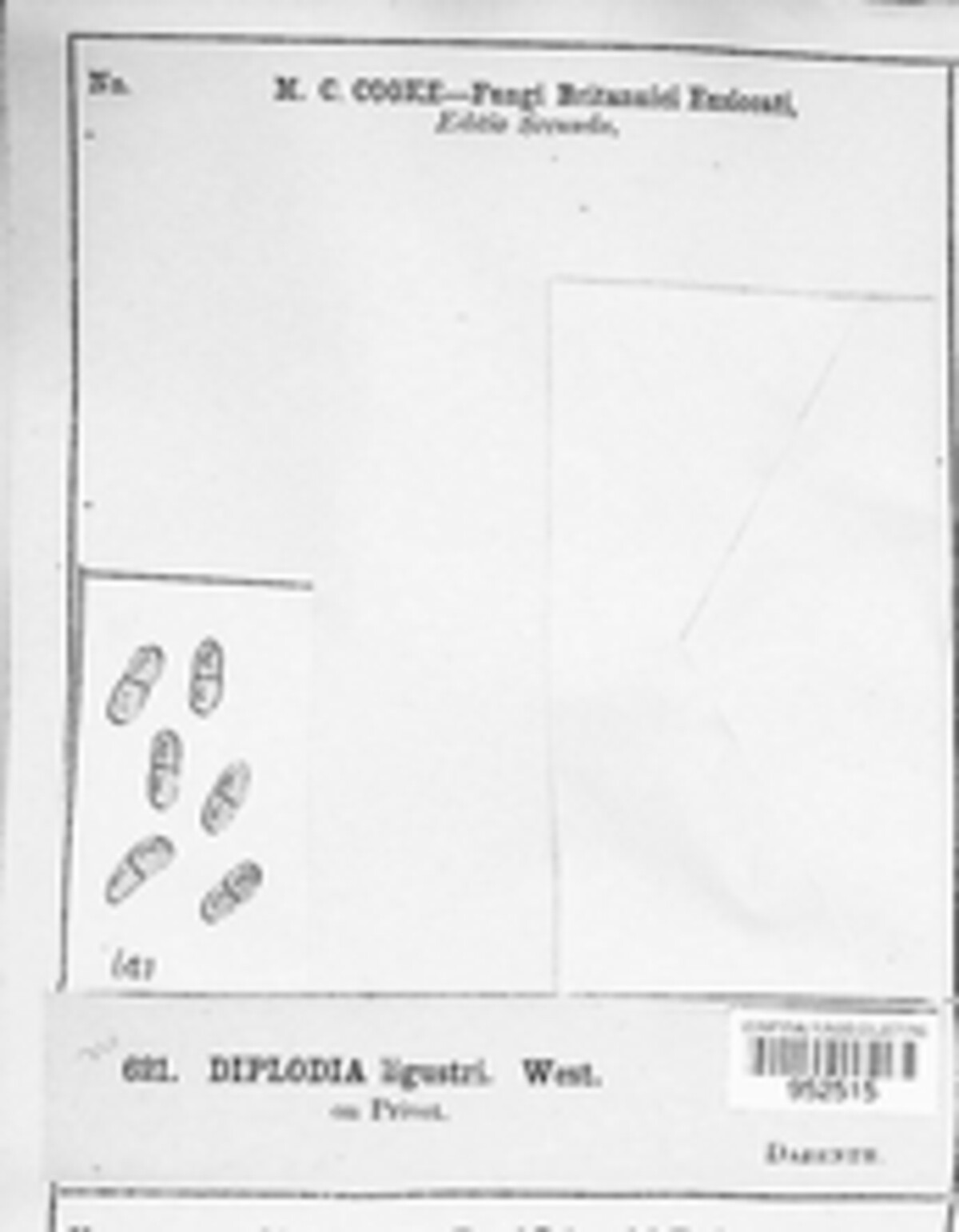 Diplodia ligustri image